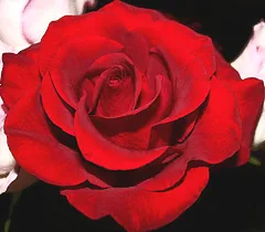 Black Cherry floribunda bloom