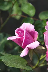 Blueberry Hill floribunda bud