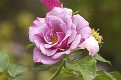Blueberry Hill floribunda bloom