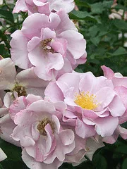 Blueberry Hill floribunda cluster