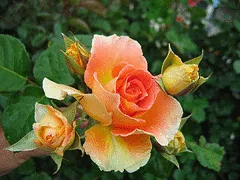 Brass Band floribunda buds