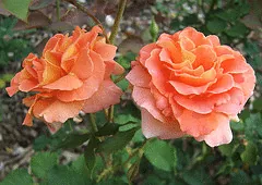 Brass Band floribunda