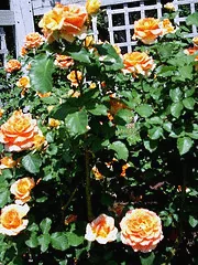 Brass Band floribunda shrub