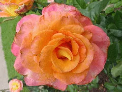 Day Breaker floribunda