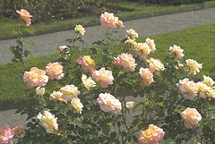 Day Breaker floribunda roses