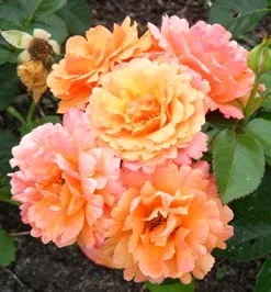 Easy Does It Floribunda Rose blooms by Midwest Gardening