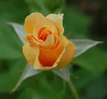 Easy Going floribunda bud