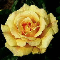 Easy Going floribunda bloom