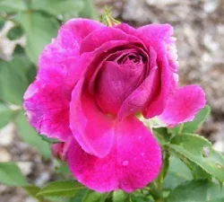 Ebb Tide Floribunda bud by Midwest Gardening