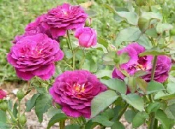 Ebb Tide Floribunda by Midwest Gardening