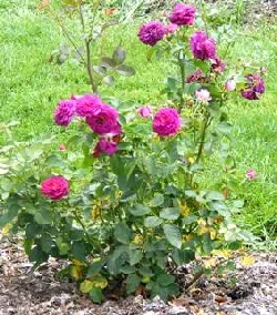Ebb Tide Floribunda rose bush by the Midwest Gardening