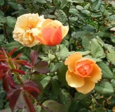 About Face Grandiflora Rose blooms by Midwest Gardening