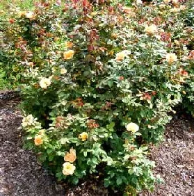 About Face Grandiflora Rose by Midwest Gardening