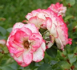 Cherry Parfait Grandiflora Rose blooms by Midwest Gardening