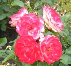 Cherry Parfait Grandiflora Rose blooms by by Midwest Gardening