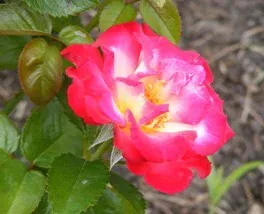 Dick Clark Grandiflora Rose bloom by by Midwest Gardening