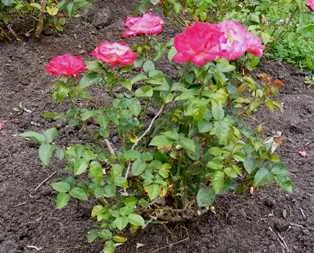 Dick Clark Grandiflora Rose shrub by Midwest Gardening