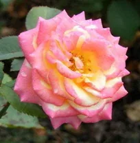 Dream Come True Grandiflora Rose 2 by by Midwest Gardening