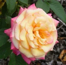 Dream Come True Grandiflora Rose by Midwest Gardening
