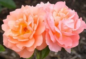 Sweet Fragrance Grandiflora Rose blooms by Midwest Gardening