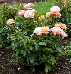 Sweet Fragrance Grandiflora Rose shrub by Midwest Gardening