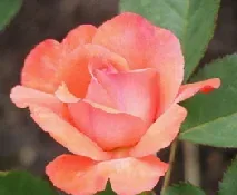 Artistry Hybrid Tea Rose bloom by Midwest Gardening