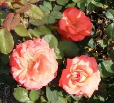 Artistry Hybrid Tea Rose blooms by Midwest Gardening