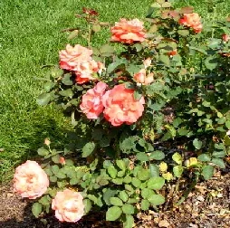 Artistry Hybrid Tea Rose by Midwest Gardening
