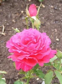 Forgotten Dreams Hybrid Tea rose bloom and bud Midwest Gardening