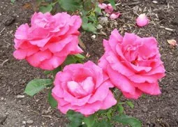 Forgotten Dreams Hybrid Tea rose by Midwest Gardening