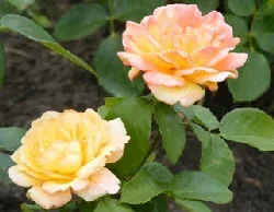 Glowing Peace Hybrid Tea Rose 2 by Midwest Gardening