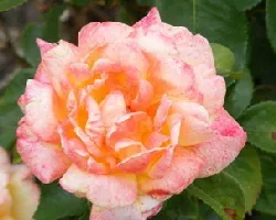 Glowing Peace Hybrid Tea Rose by Midwest Gardening