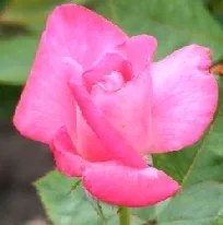 Marijke Koopman Hybrid Tea Rose bud by Midwest Gardening