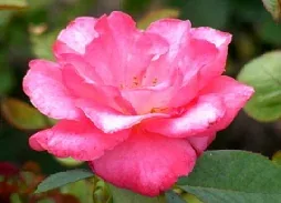 Marijke Koopman Hybrid Tea Rose bloom by Midwest Gardening