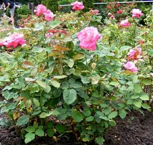 Marijke Koopman Hybrid Tea Rose shrub by Midwest Gardening