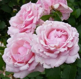 Memorial Day Hybrid Tea Rose by Midwest Gardening