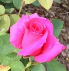 Rina Hugo Hybrid Tea Rose bud by Midwest Gardening
