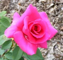 Rina Hugo Hybrid Tea Rose bloom by Midwest Gardening