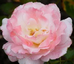 Secret Hybrid Tea Rose by Midwest Gardening