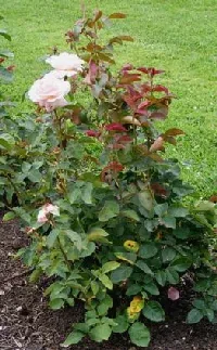 Secret Hybrid Tea rose shrub by Midwest Gardening