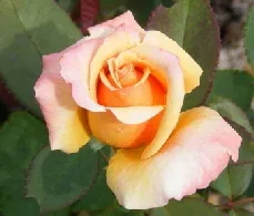 Tahitian Sunset Hybrid Tea Rose bud by Midwest Gardening