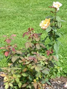 Tahitian Sunset Hybrid Tea Rose bush by Midwest Gardening