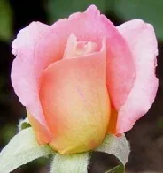 Tiffany Hybrid Tea Rose bud by Midwest Gardening