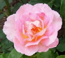 Tiffany Hybrid Tea Rose blooms by Midwest Gardening