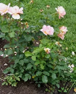 Tiffany Hybrid Tea Rose shrub by Midwest Gardening