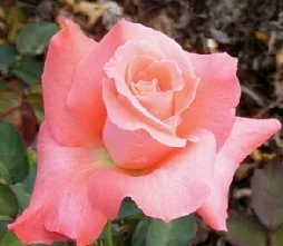 Touch of Class Hybrid Tea Rose bloom by Midwest Gardening