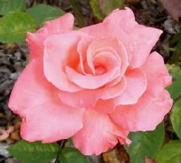 Touch of Class Hybrid Tea Rose by Midwest Gardening
