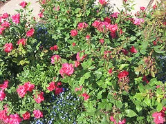 Knockout Radrazz shrub