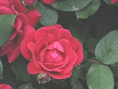 Knock Out Double Knock Out bloom