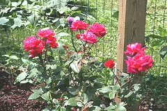 Knockout Radtko shrub